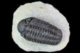 Bargain, Morocops Trilobite - Visible Eye Facets #119621-1